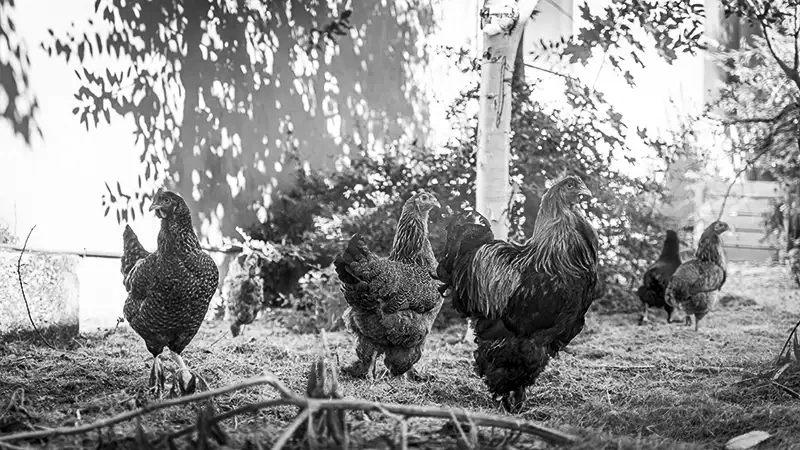 Presentation des poules de SELLS 1